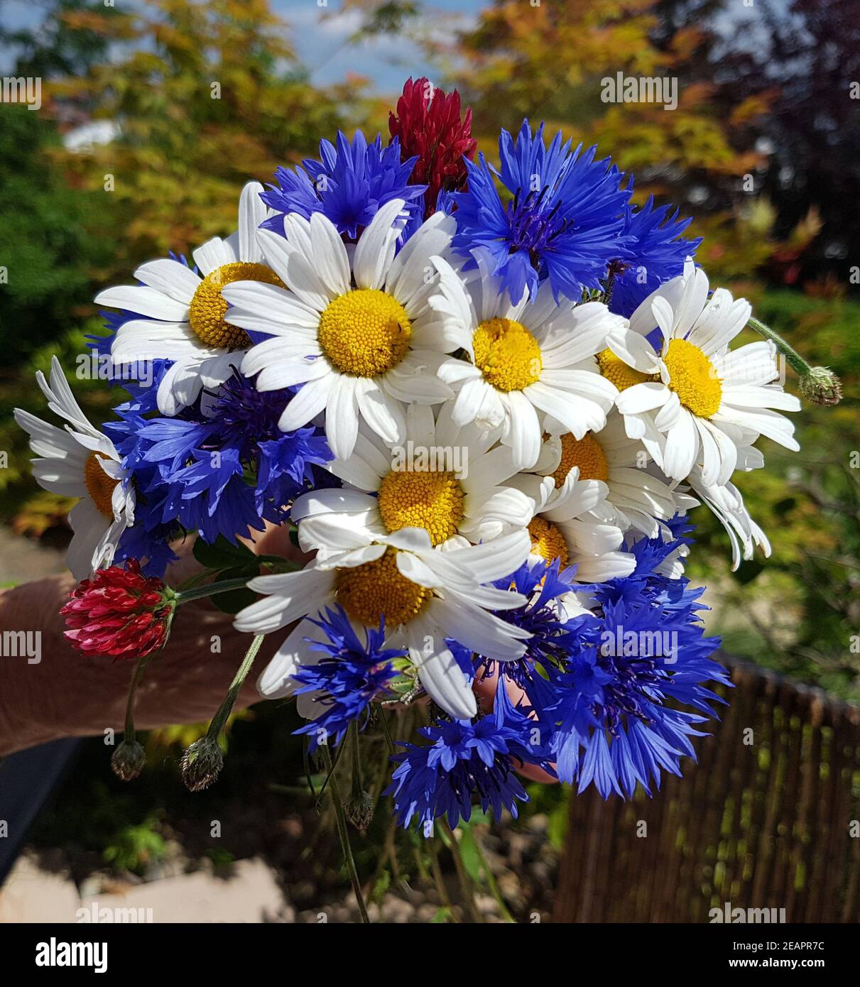Kornblume  Centaurea  cyanus, Strauss Stock Photo