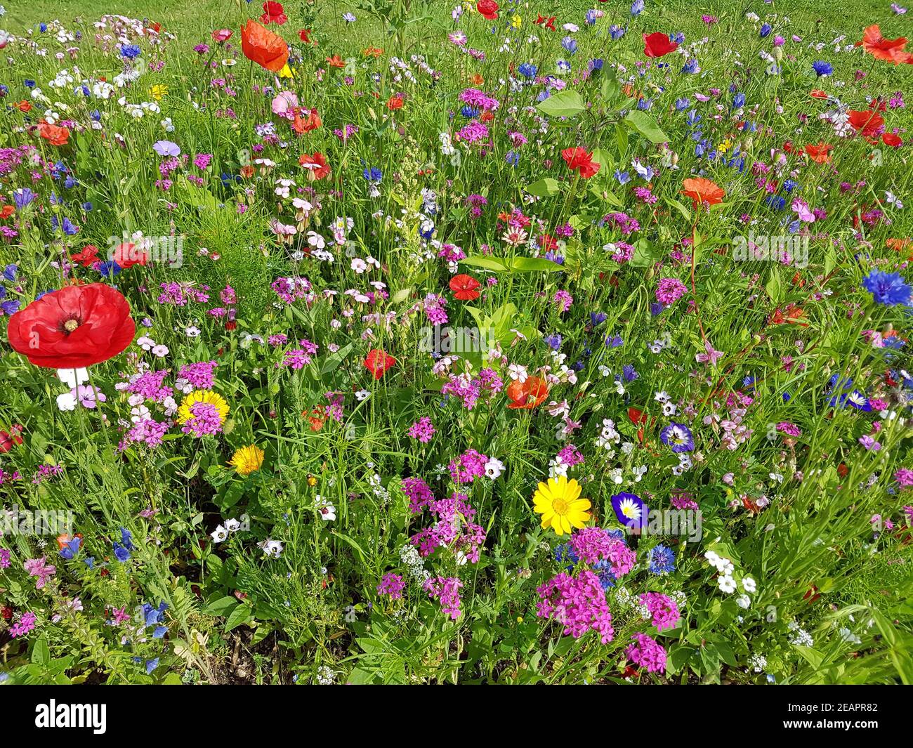 Blumenwiese, Wiesenblumen, Wildblumen Stock Photo