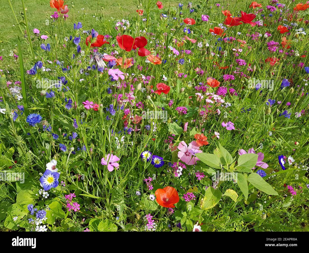 Blumenwiese, Wiesenblumen, Wildblumen Stock Photo