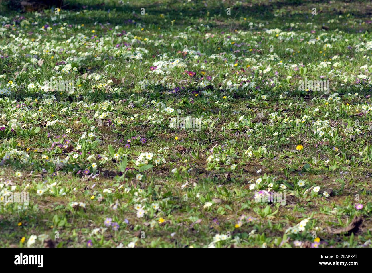 Blumenwiese  primula, primeln, Fruehjahr Stock Photo