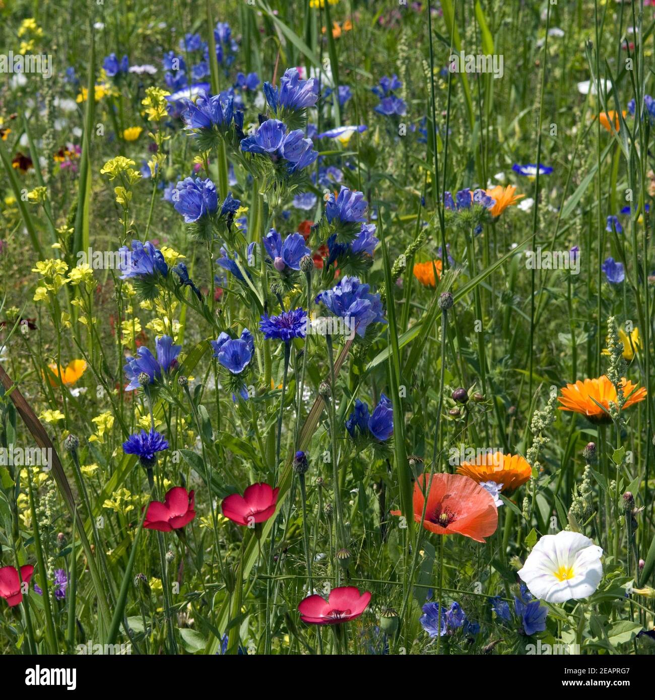 Blumenwiese, Wiesenblumen Stock Photo