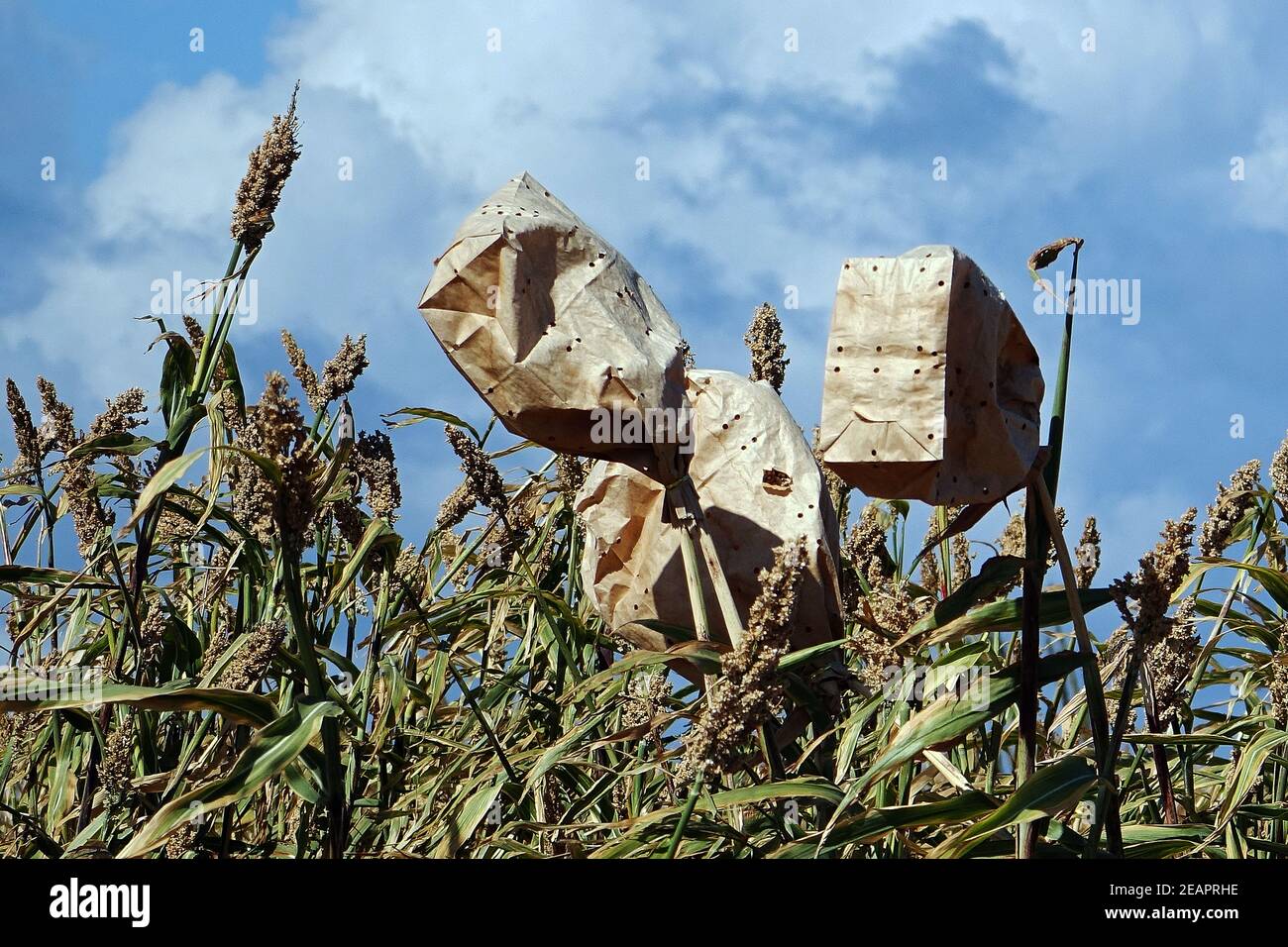 Cultivation of millet in the tropical climate of Bonaire, Caribbean Sea Stock Photo