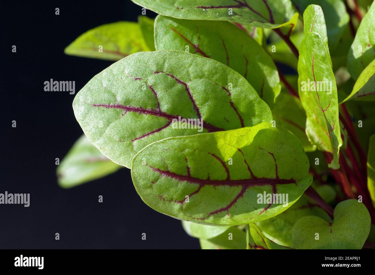 Blutampfer Rumex, sanguineus Salat Stock Photo Alamy