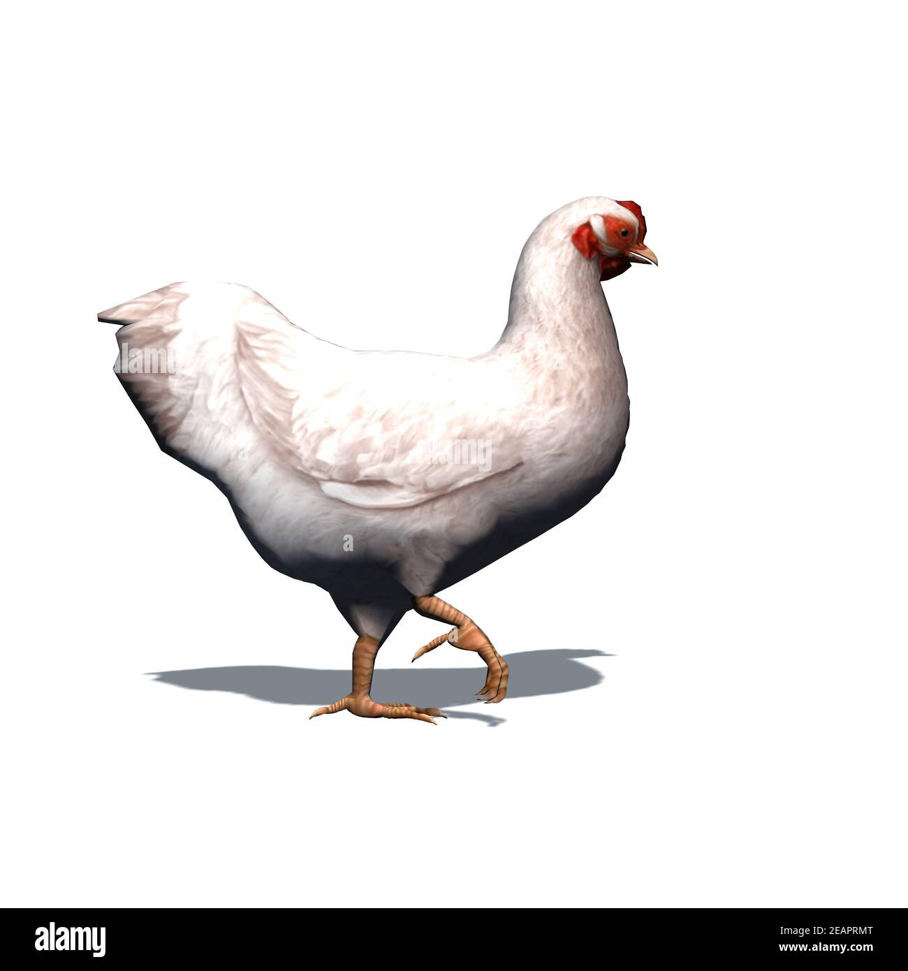 Farm animals - white chicken with shadow on the floor - isolated on ...