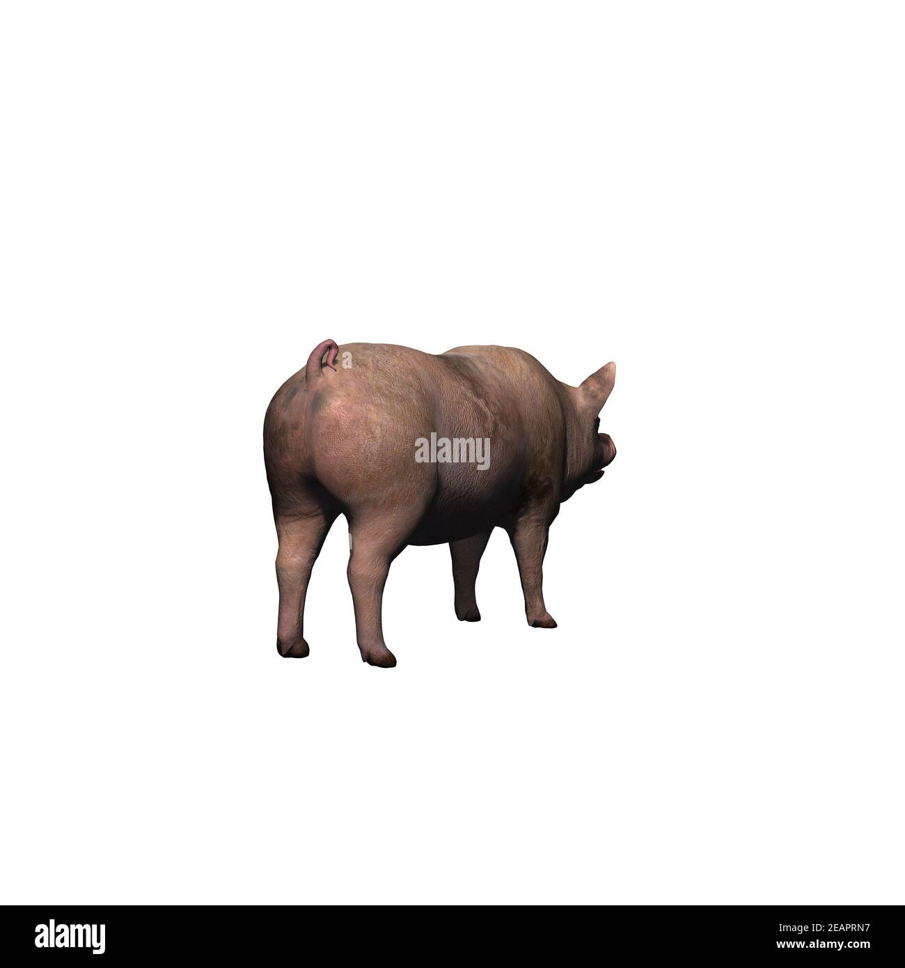 Farm animals - pig - isolated on white background Stock Photo - Alamy