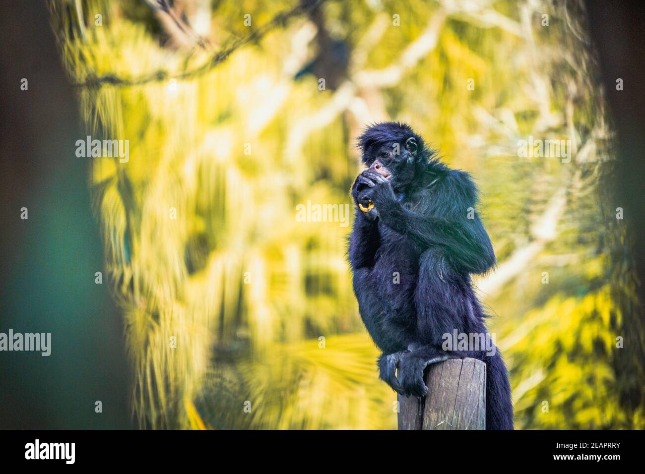 Animals in a zoo good for wallpaper Stock Photo Alamy