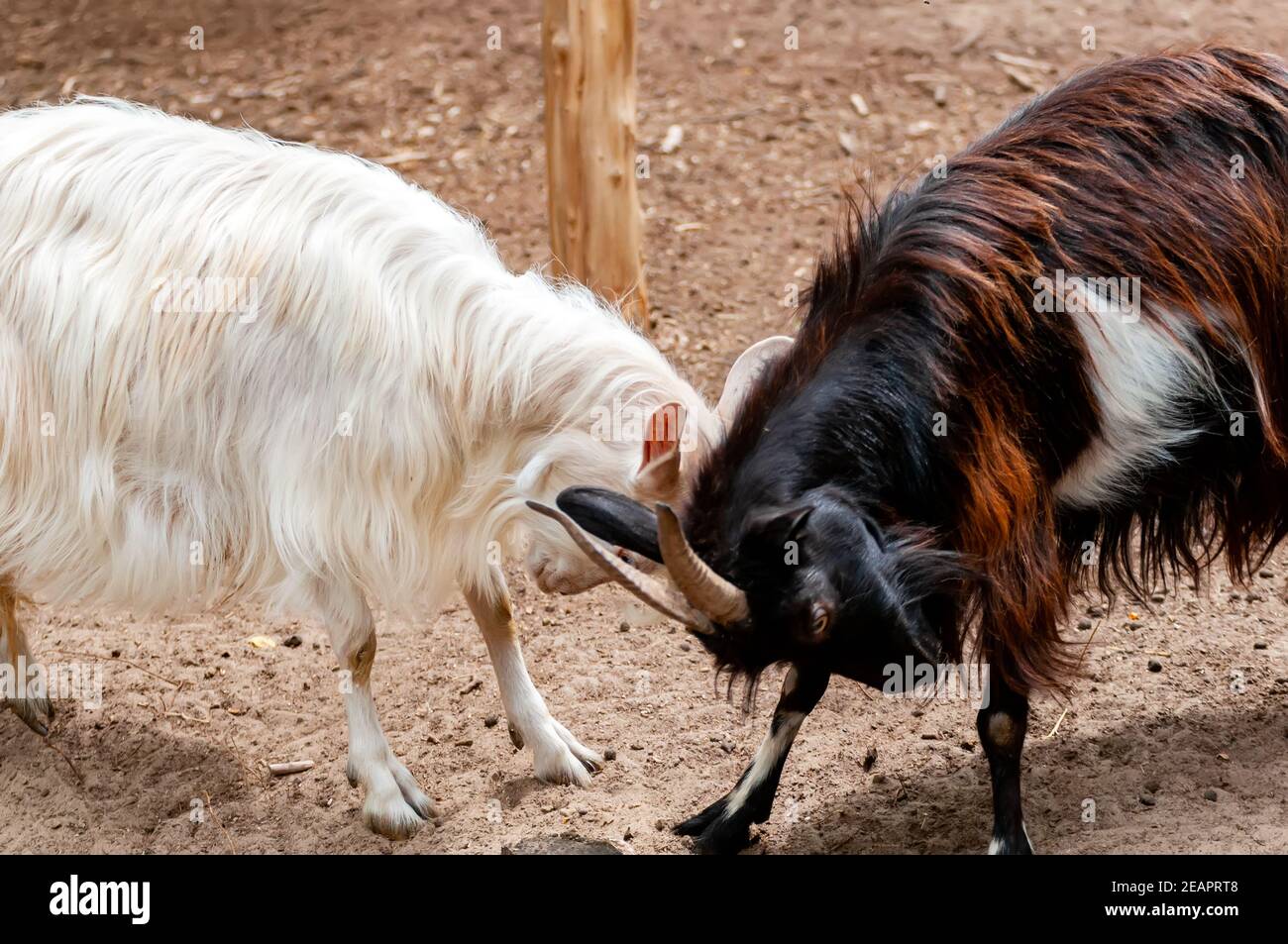 Two male buck goat fighting with their horns with each other. Stock Photo