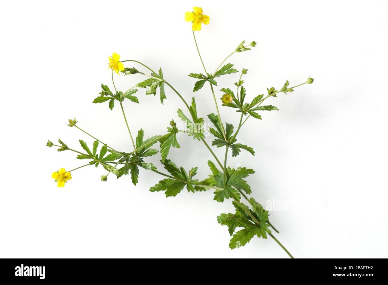 Blutwurz  Potentilla erecta Stock Photo