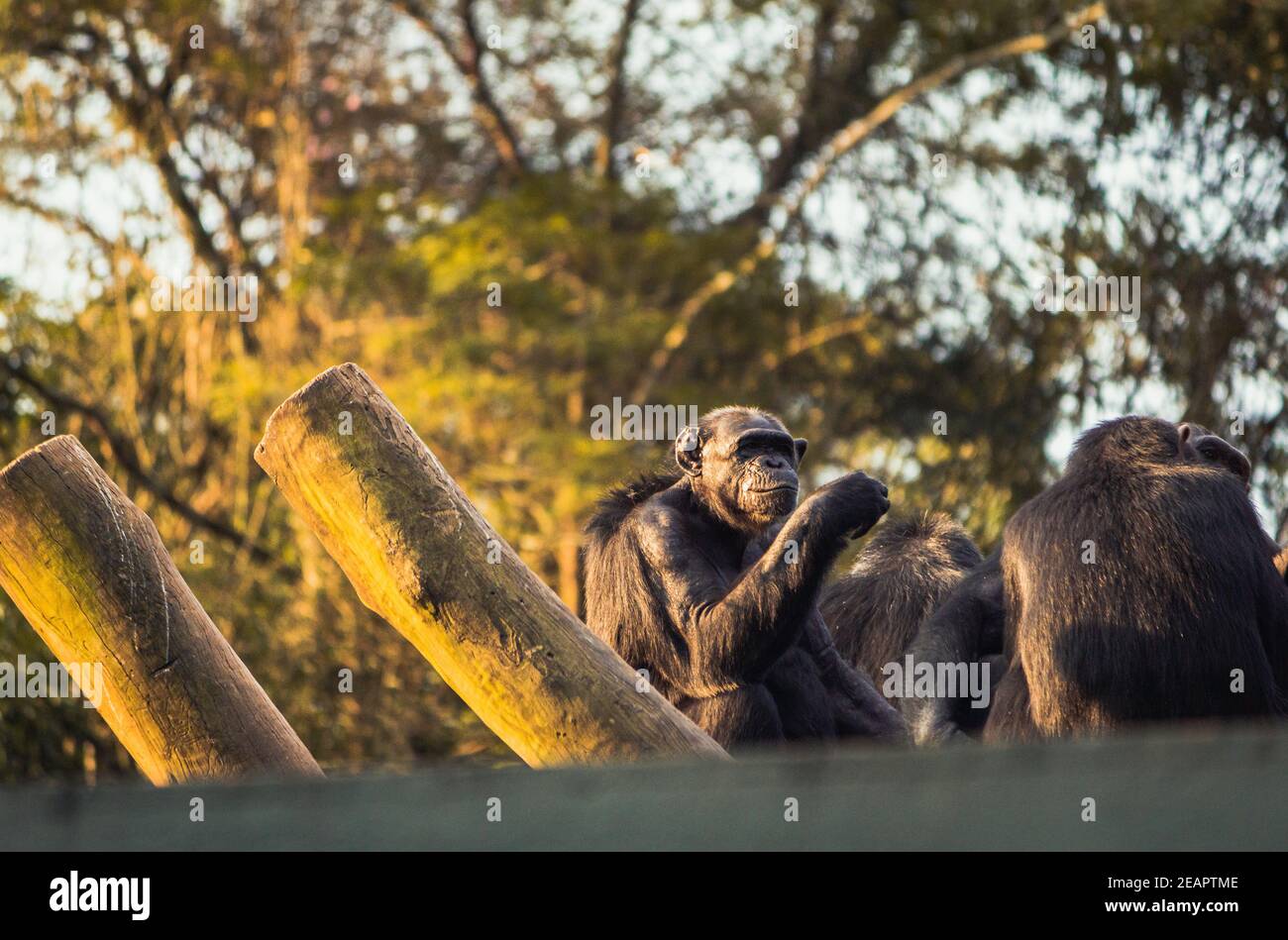 Animals in a zoo good for wallpaper Stock Photo Alamy