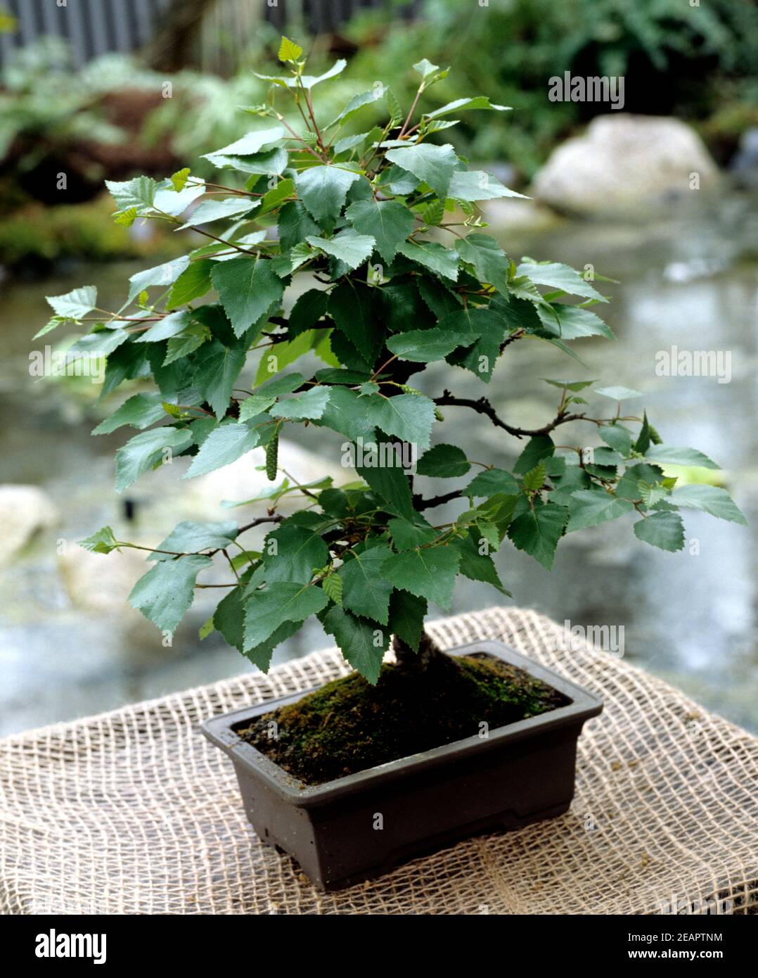 Bonsai  Birke Stock Photo