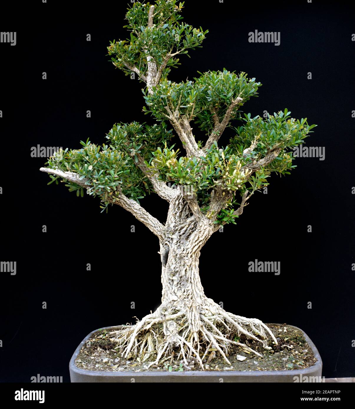 Bonsai schale hi-res stock photography and images - Alamy