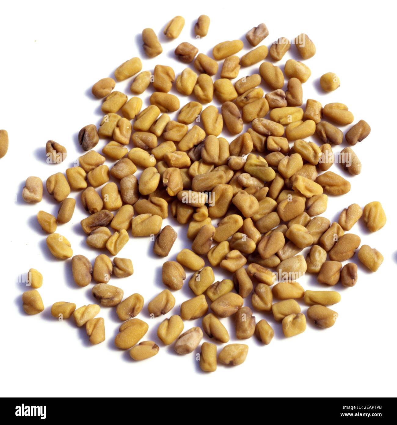 Bockshornklee, Samen, Getreide, Trigonella Foenum-graecum, Stock Photo