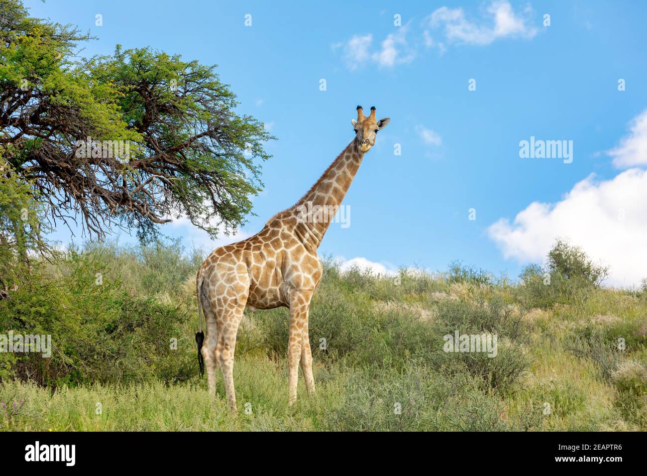 cute Giraffe South Africa wildlife Stock Photo