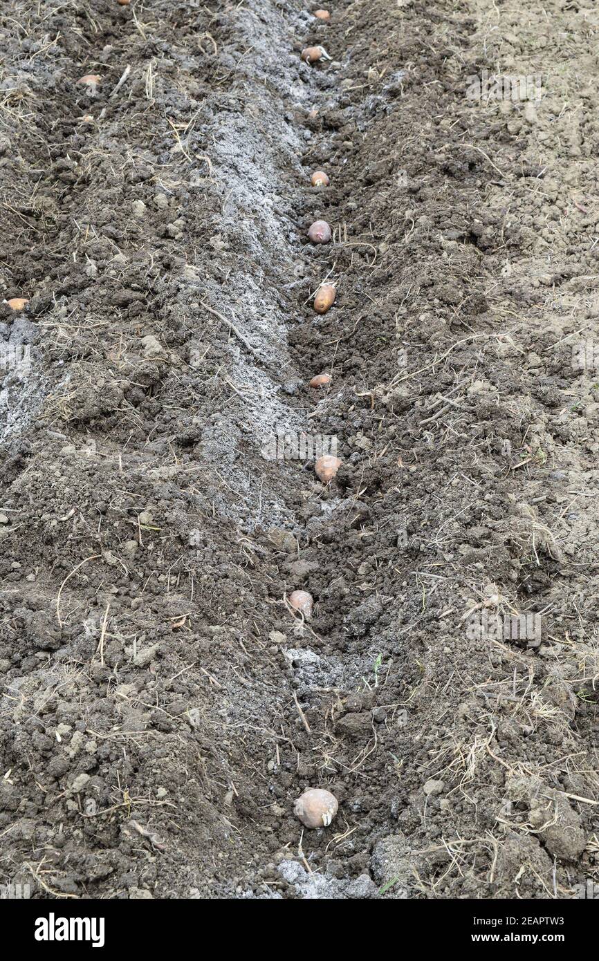 Planting potatoes in the garden Stock Photo Alamy