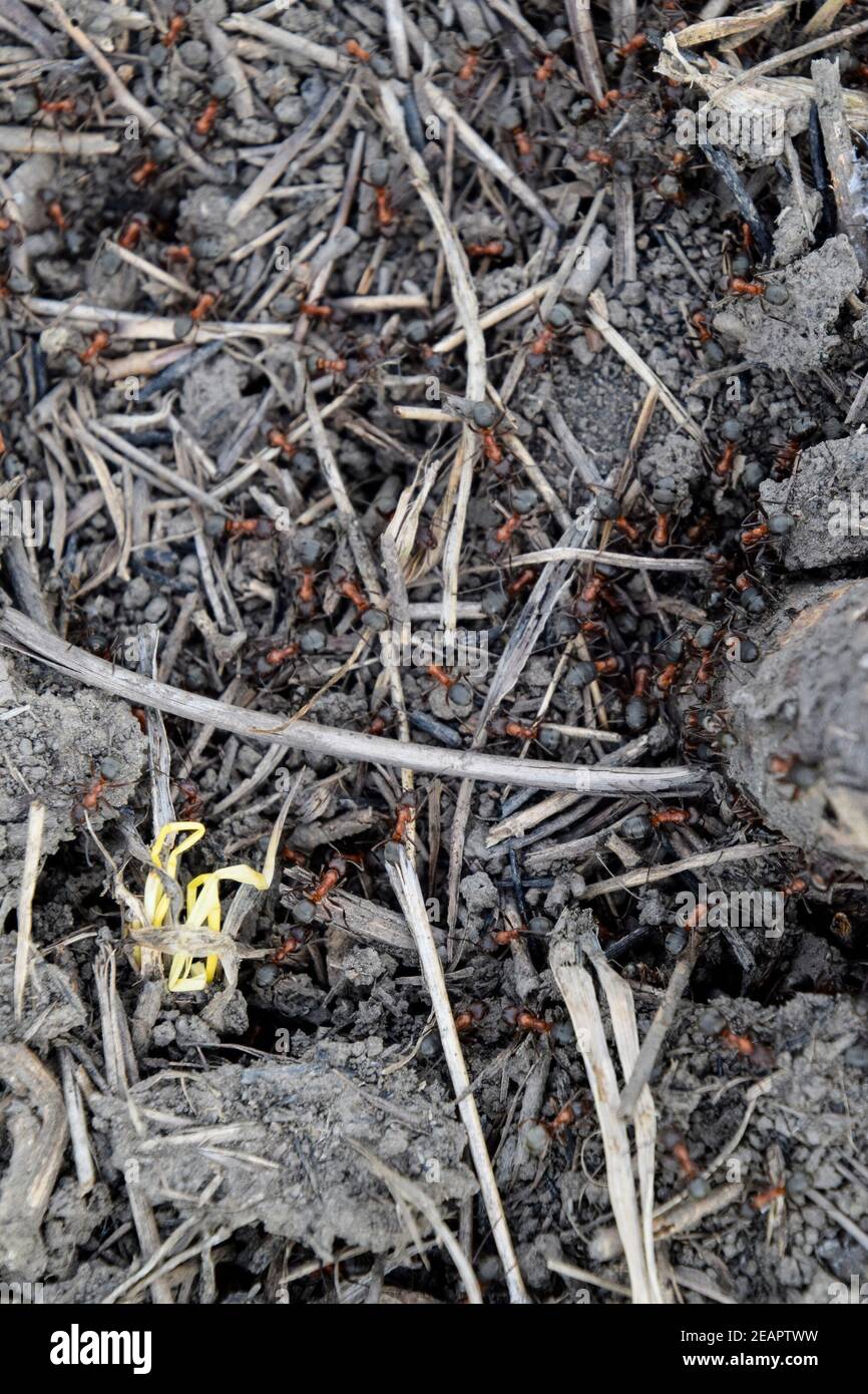 Ordinary ants on an anthill Stock Photo