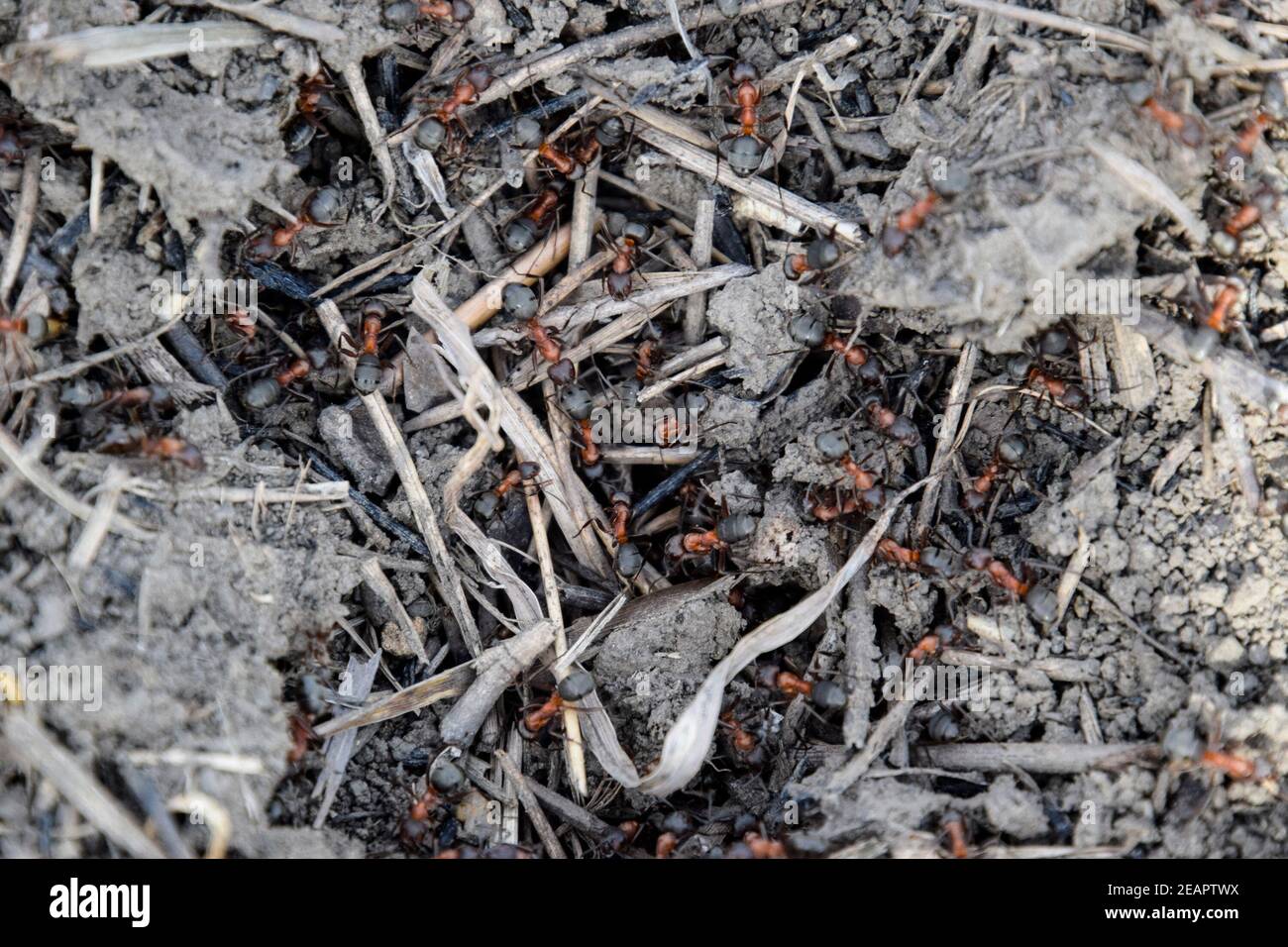 Ordinary ants on an anthill Stock Photo