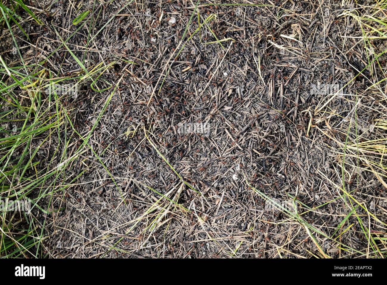 Ordinary ants on an anthill Stock Photo