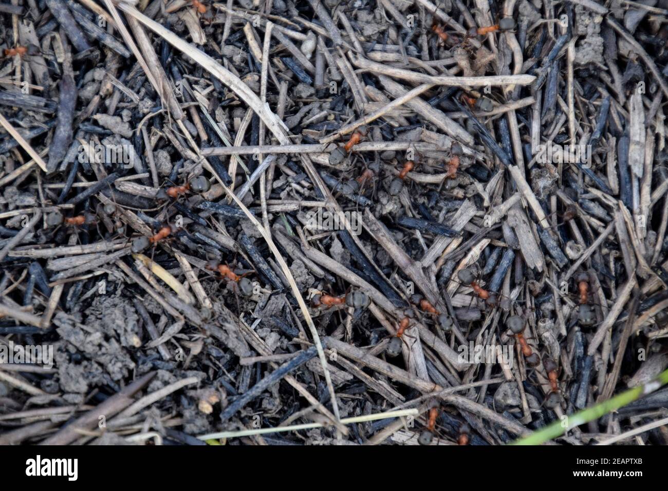 Ordinary ants on an anthill Stock Photo
