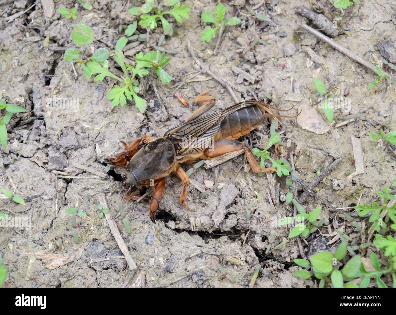 A big Gryllotalpa gryllotalpa on the ground. Gryllotalpa gryllotalpa is trying to dig a burrow. Stock Photo