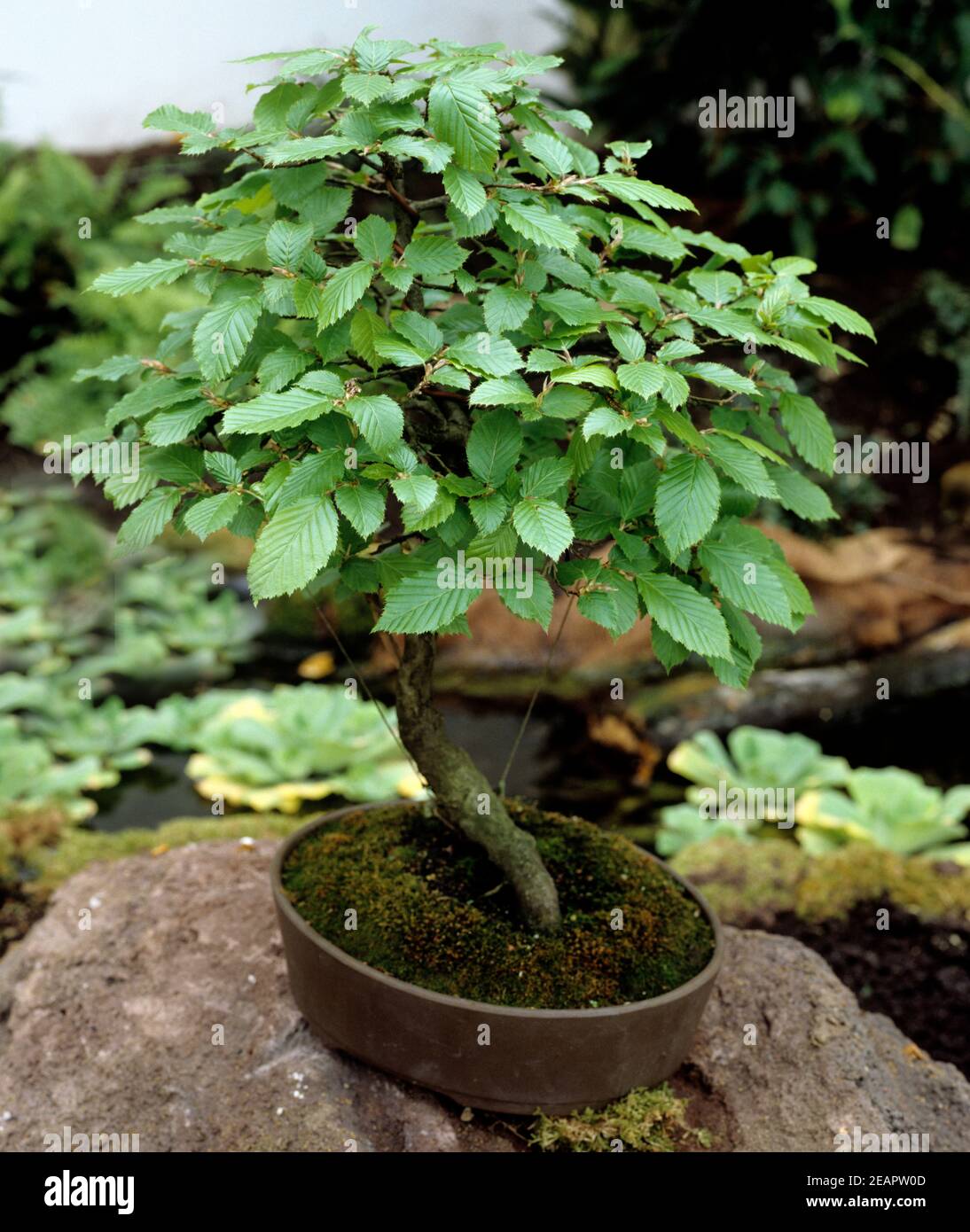 Bonsai  Hainbuche Stock Photo