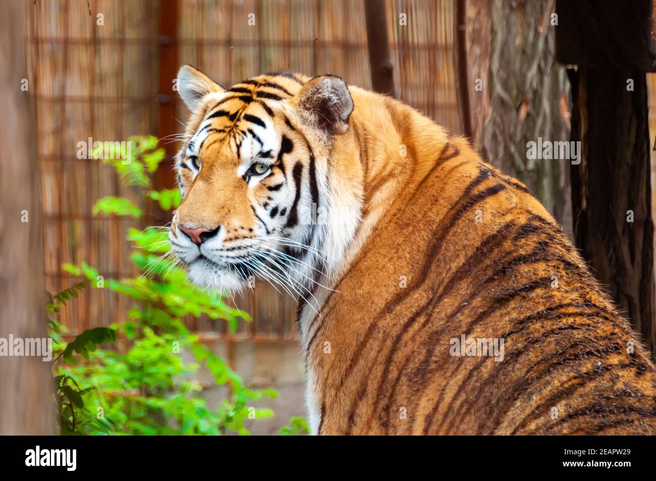 Portrait of a beautiful tiger. Stock Photo