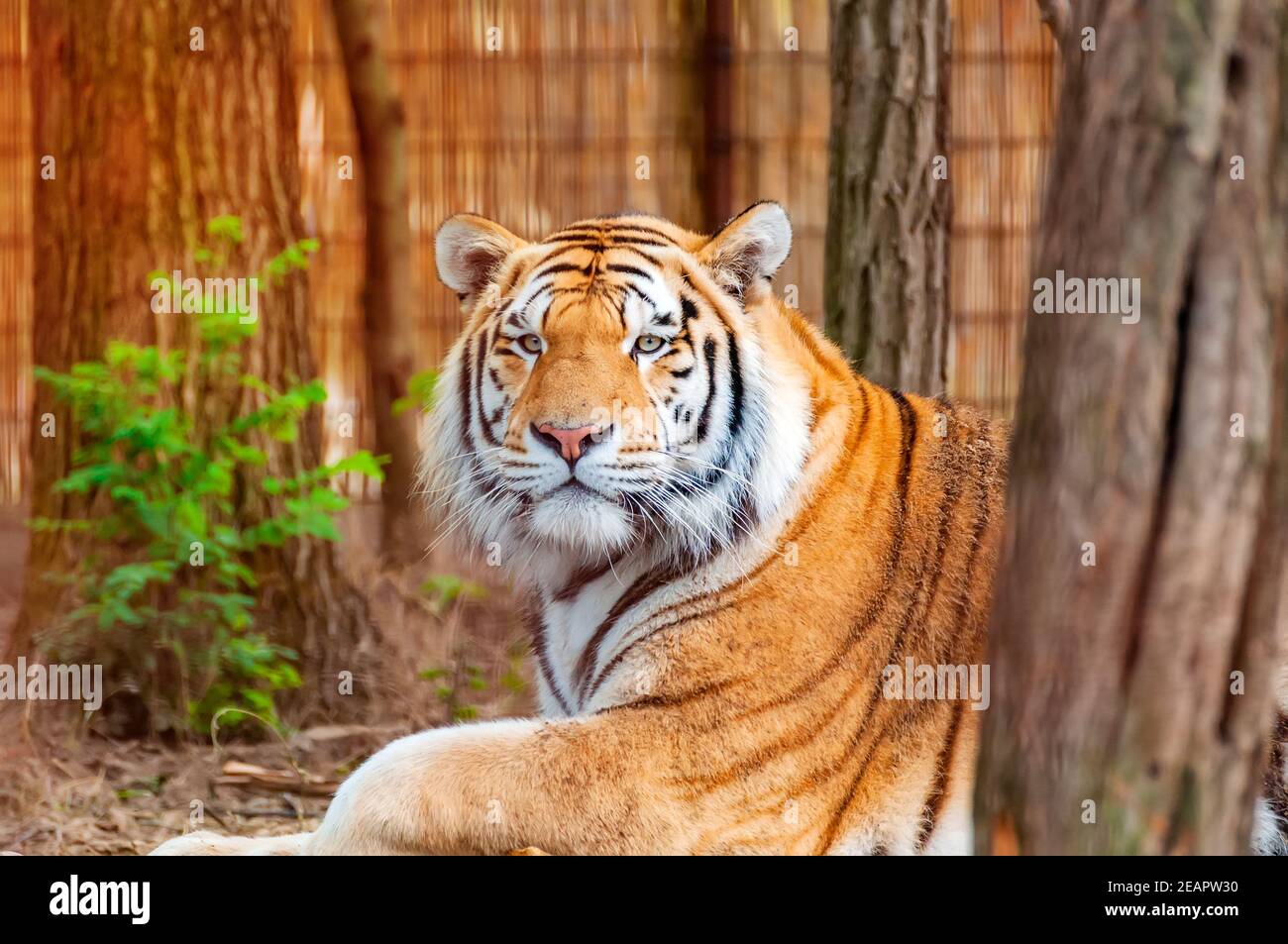 Portrait of a beautiful tiger. Stock Photo