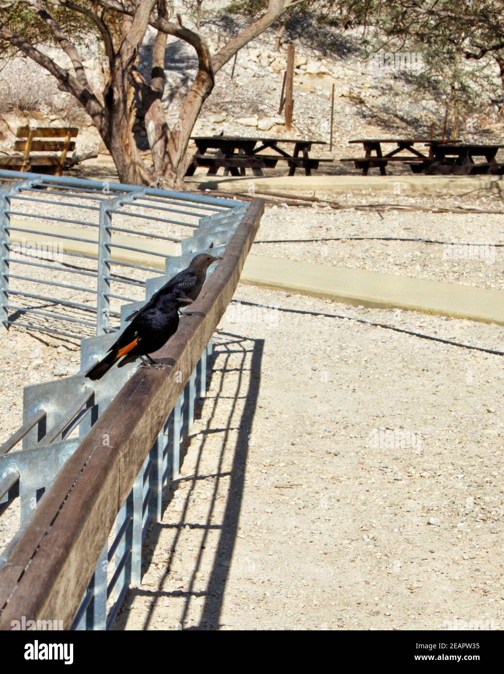 A male and female Tristram's starling sit on a metal fence rail at the Ein Gedi Field School overlooking the Dead Sea in Israel. Stock Photo