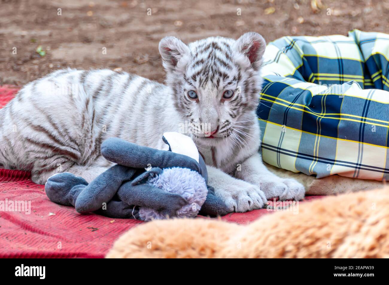 Cute Newborn White Tiger Cub On Stock Photo 308915354