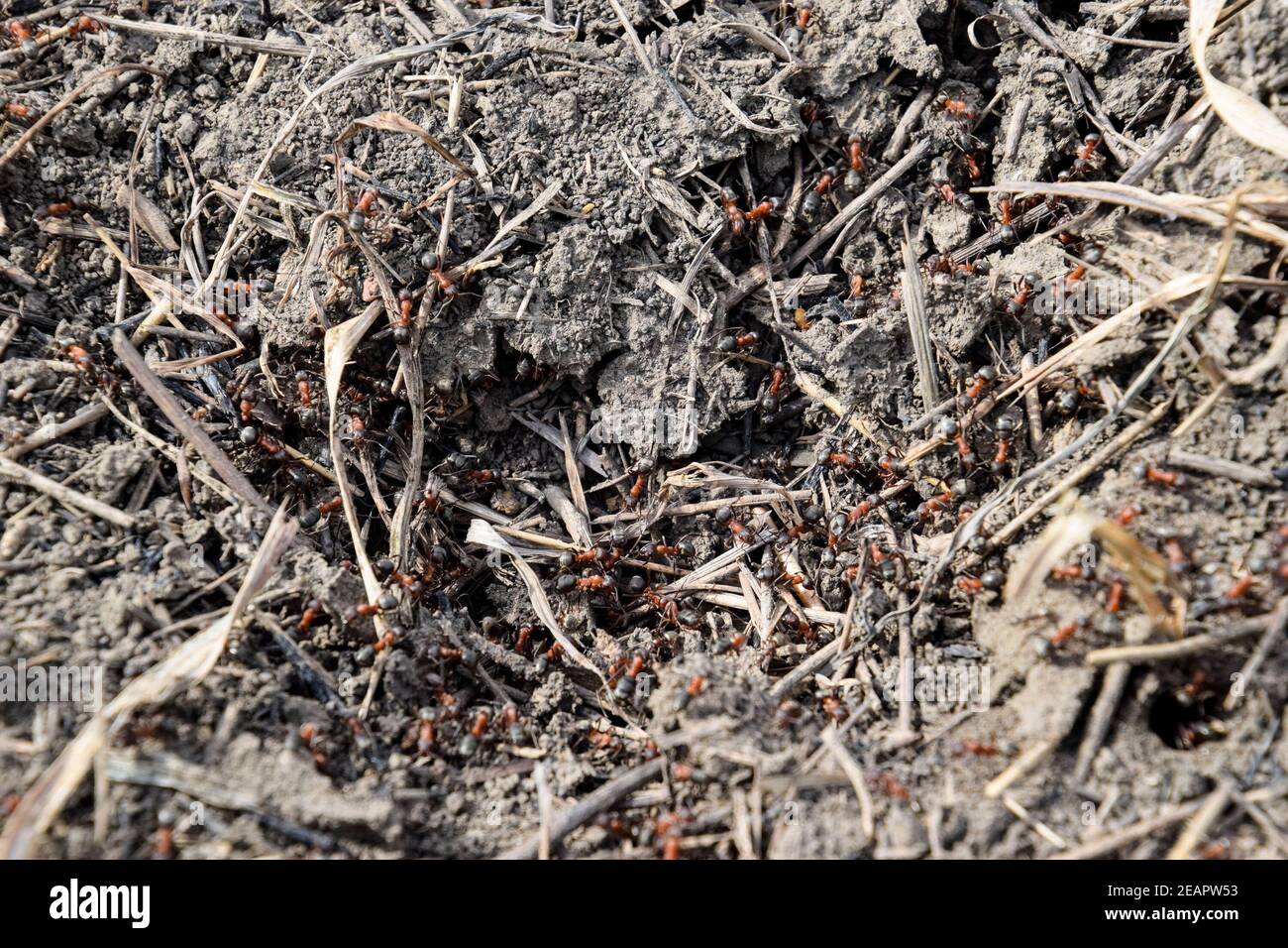 Ordinary ants on an anthill Stock Photo