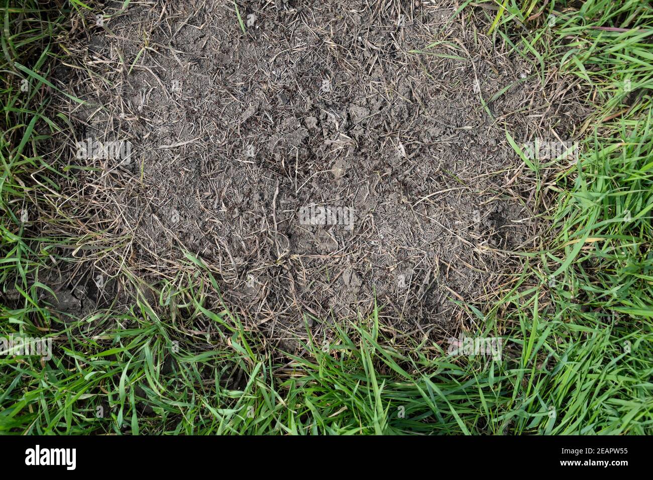 Ordinary ants on an anthill Stock Photo