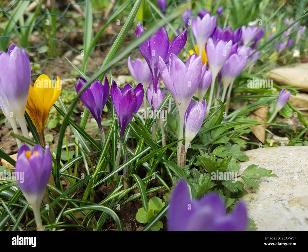 Botanischer, Krokus, Crocus, sativus Stock Photo