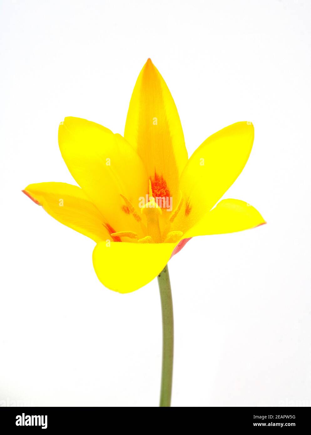 Botanische, Tulpenbluete Stock Photo