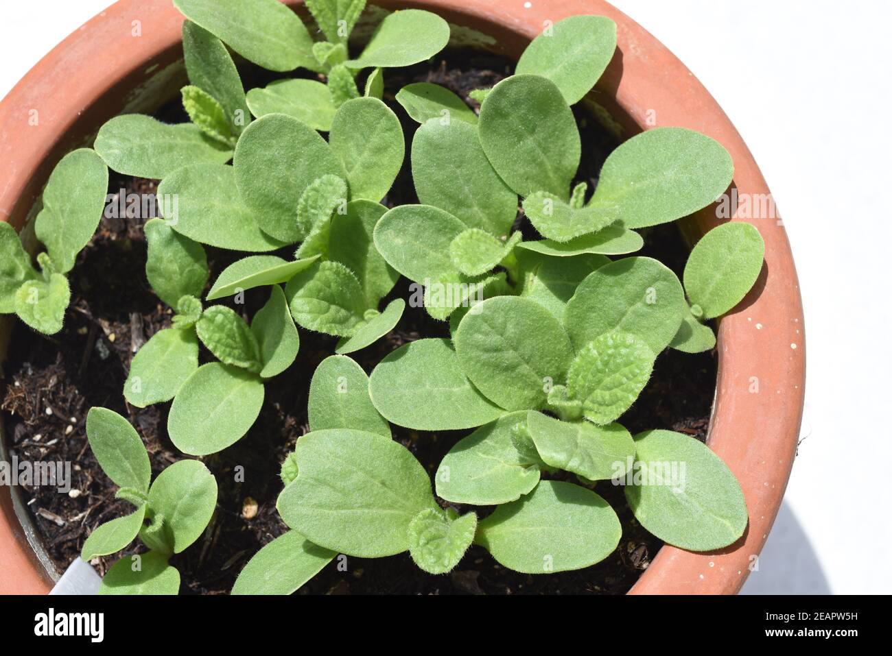 Borretsch, Borago, officinalis Stock Photo - Alamy