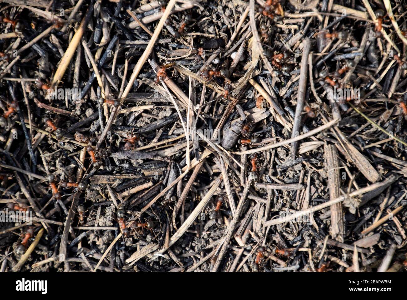 Ordinary ants on an anthill Stock Photo