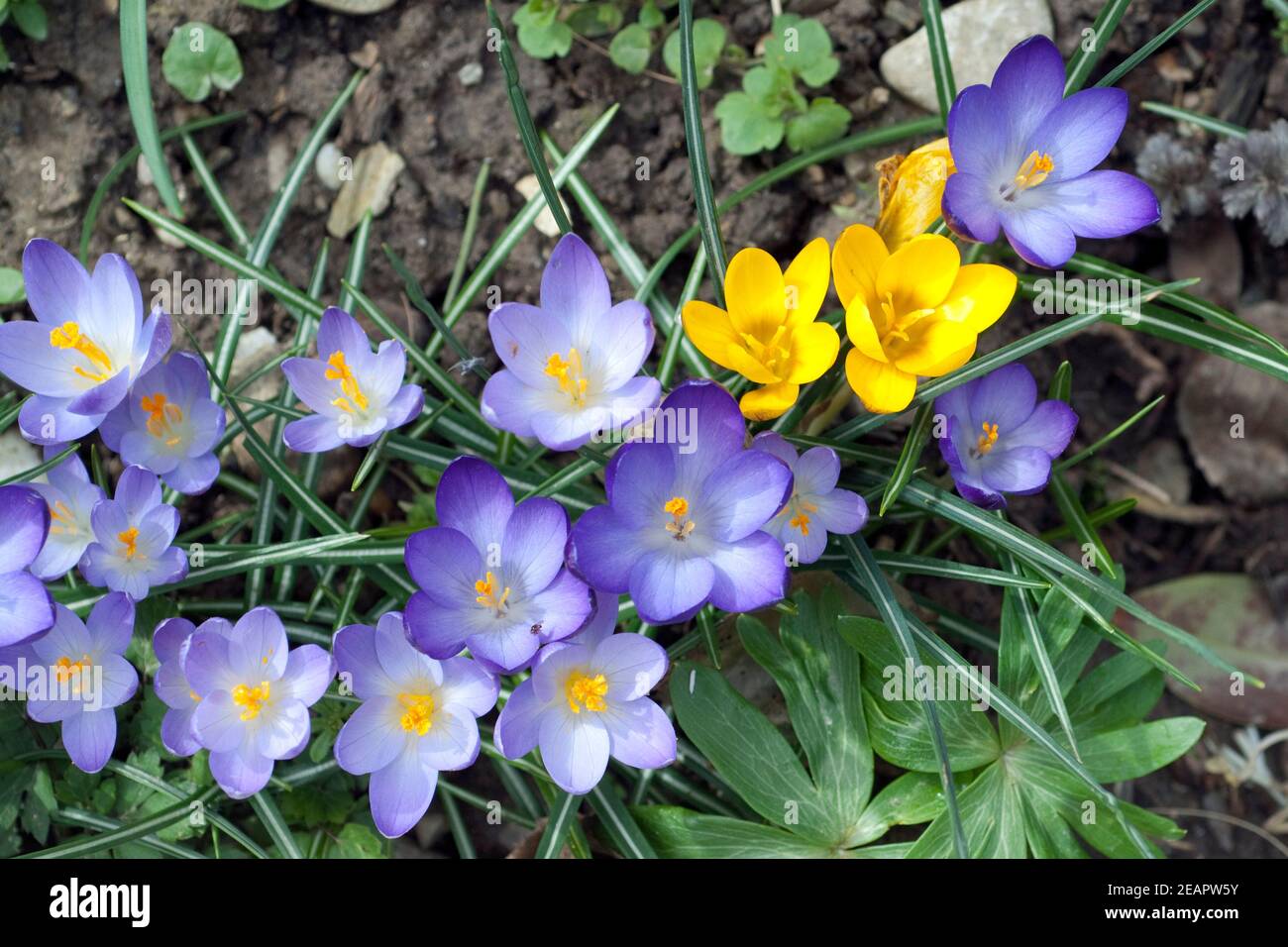 Botanischer, Krokus, Crocus, sativus Stock Photo