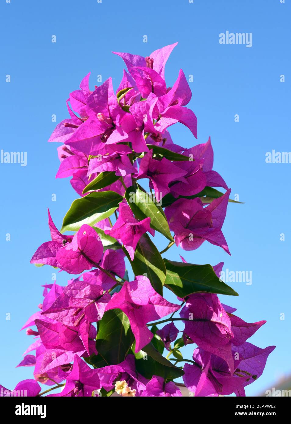 Bougainvillea, Glabra, Spectabilis, Bougainvilleas, Drillingsblume Stock Photo