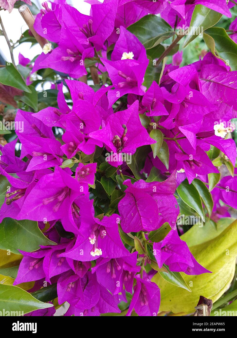 Bougainvillea, Glabra, Spectabilis, Bougainvilleas, Drillingsblume Stock Photo