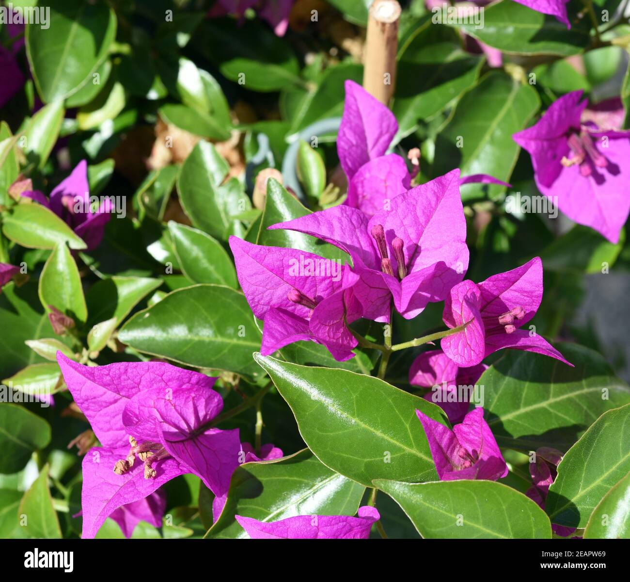 Bougainvillea, Glabra, Spectabilis, Bougainvilleas, Drillingsblume Stock Photo