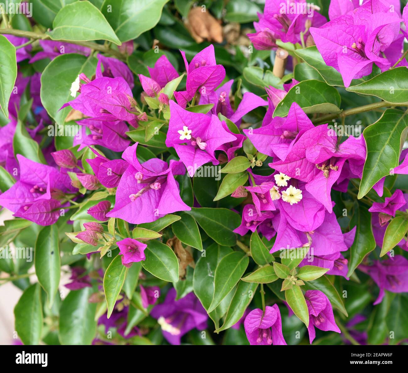 Bougainvillea, Glabra, Spectabilis, Drillingsblume, Kletterpflanze Stock Photo