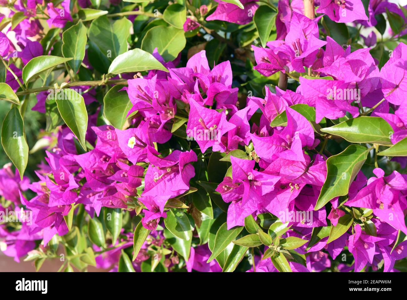 Bougainvillea, Glabra, Spectabilis, Bougainvilleas, Drillingsblume Stock Photo