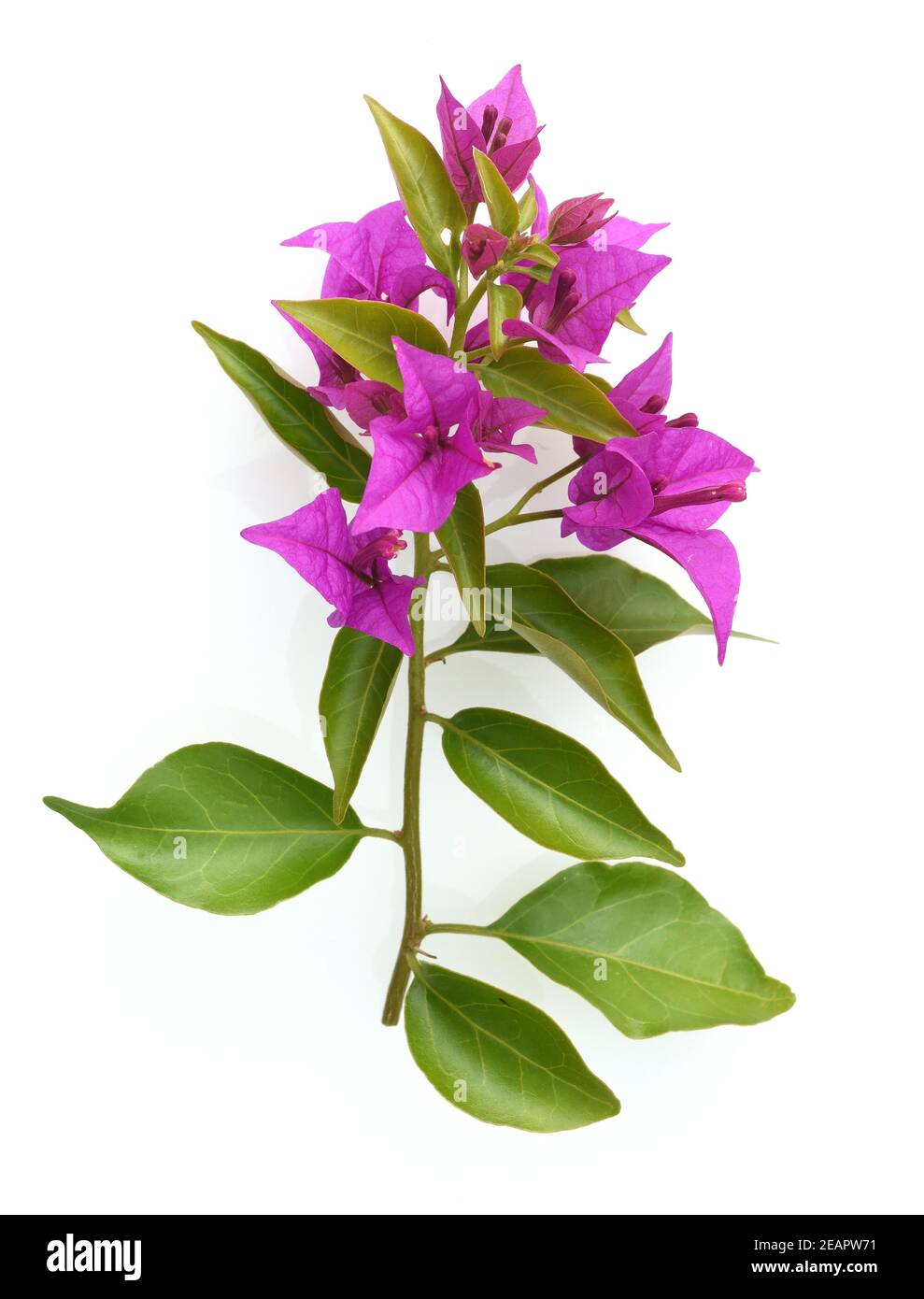 Bougainvillea, Glabra, Spectabilis, Bougainvilleas, Drillingsblume Stock Photo