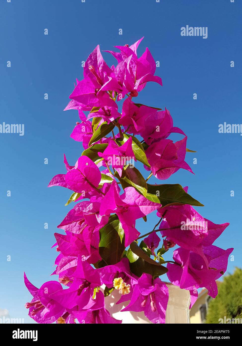 Bougainvillea, Glabra, Spectabilis, Bougainvilleas, Drillingsblume Stock Photo