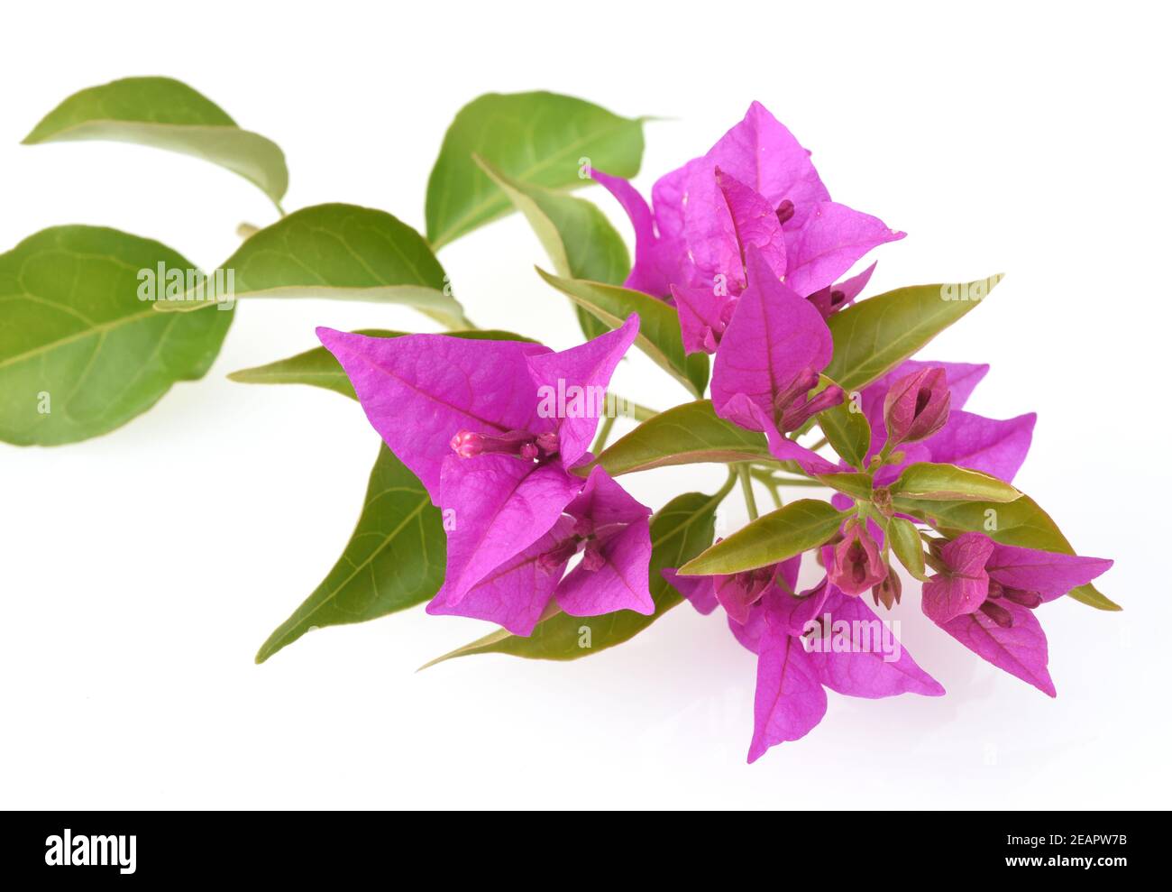 Bougainvillea, Glabra, Spectabilis, Bougainvilleas, Drillingsblume Stock Photo