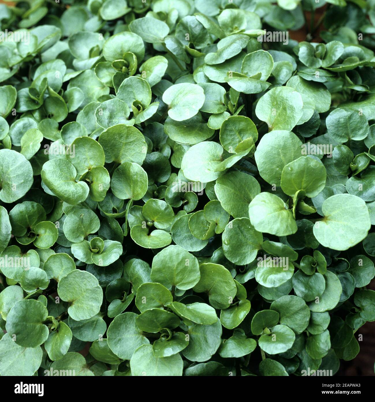 Echte Brunnenkresse Samen, Wasserkresse (Nasturtium Officinale) | 2,45