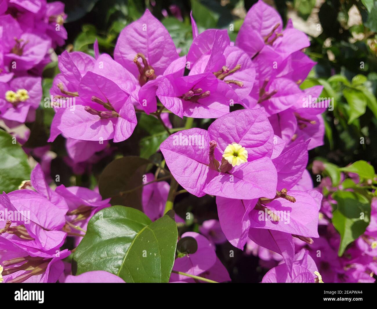 Bougainvillea Glabra Spectabilis Stock Photo