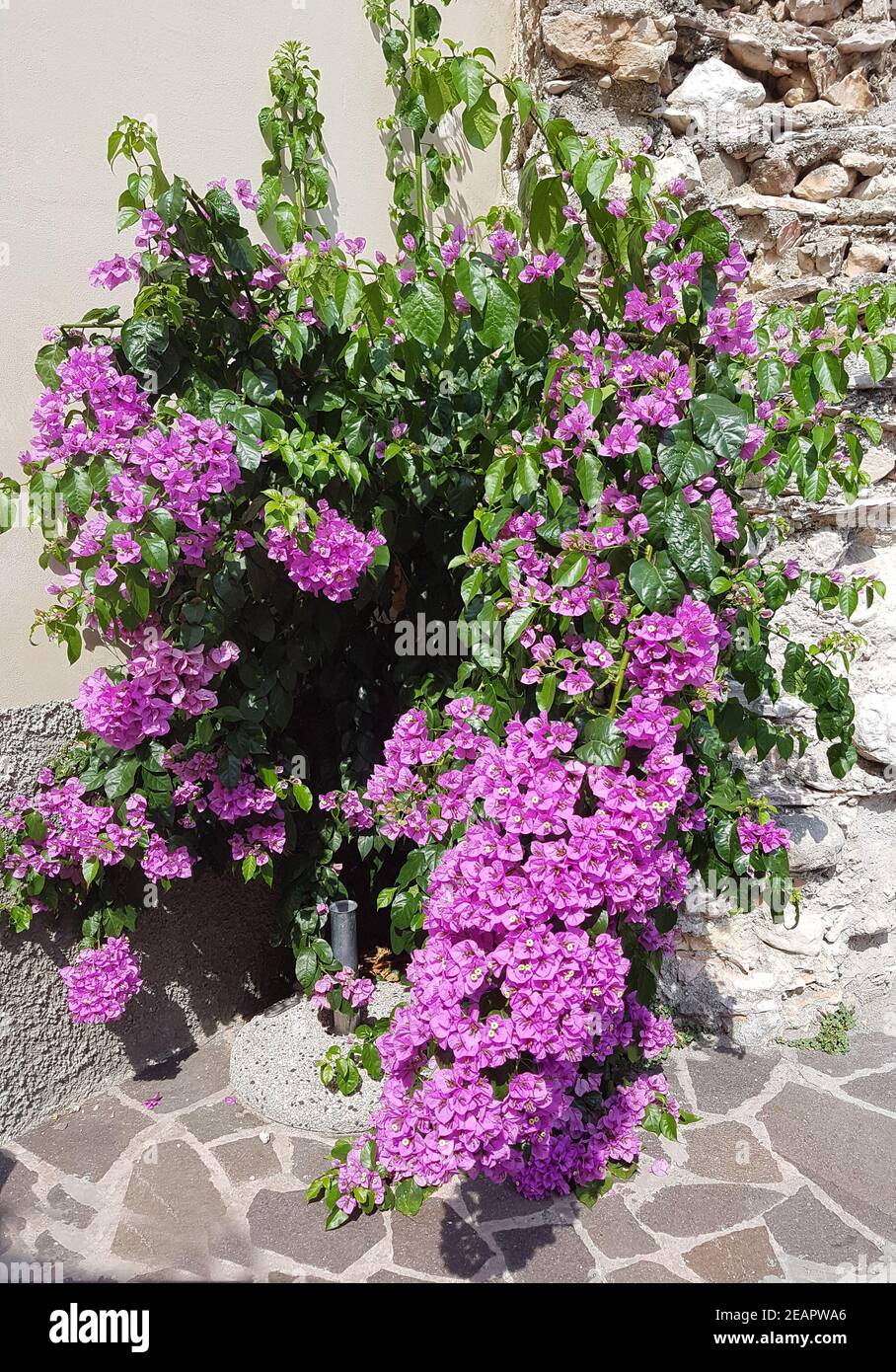Bougainvillea Glabra Spectabilis Stock Photo