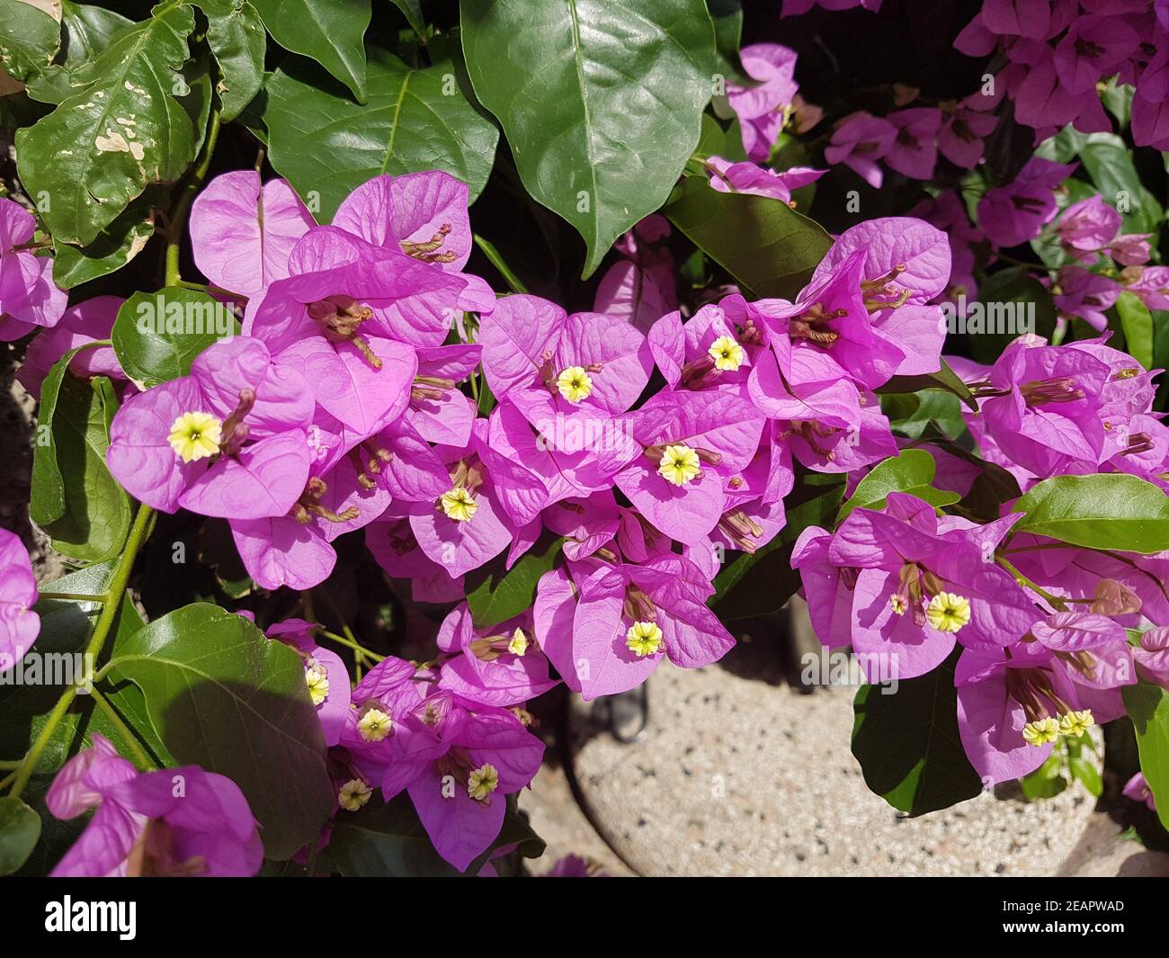 Bougainvillea Glabra Spectabilis Stock Photo