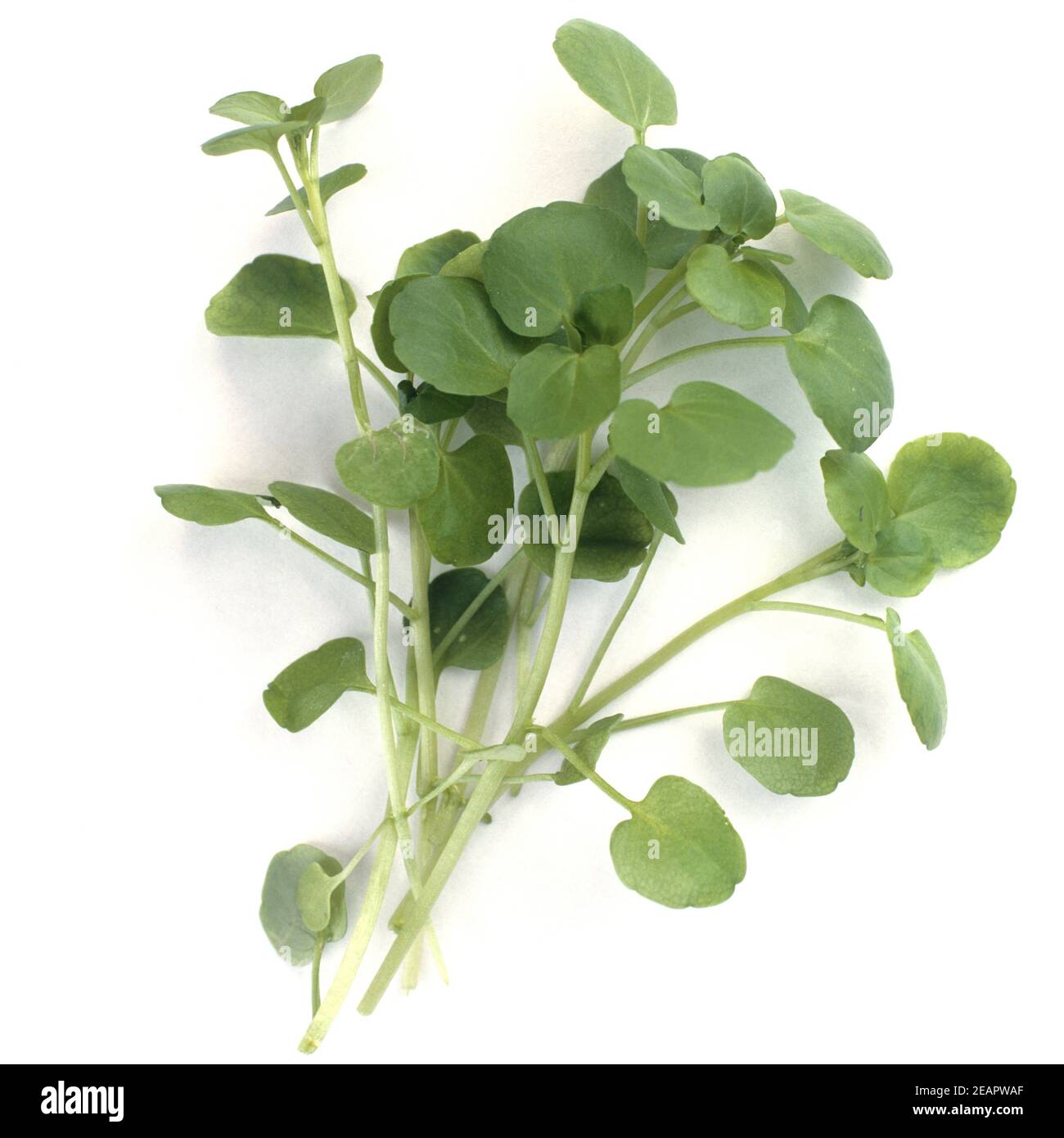 Brunnenkresse, Nasturtium, officinale, Wasserpflanze, Kraeuterpflanze, Heilpflanzen, Stock Photo