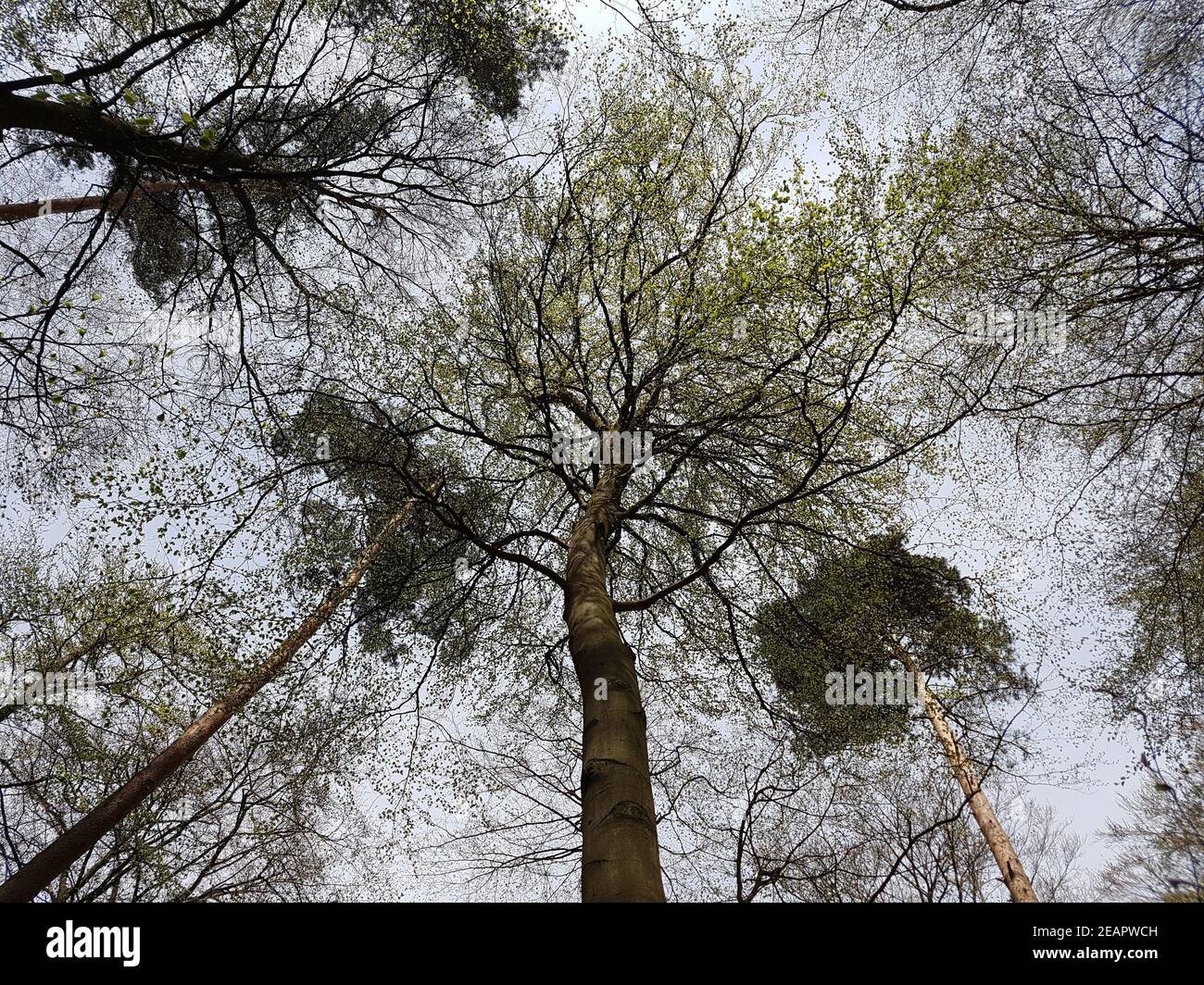 Buchenwald, Rotbuche  Fagus, sylvatica  Stamm, Buche Stock Photo