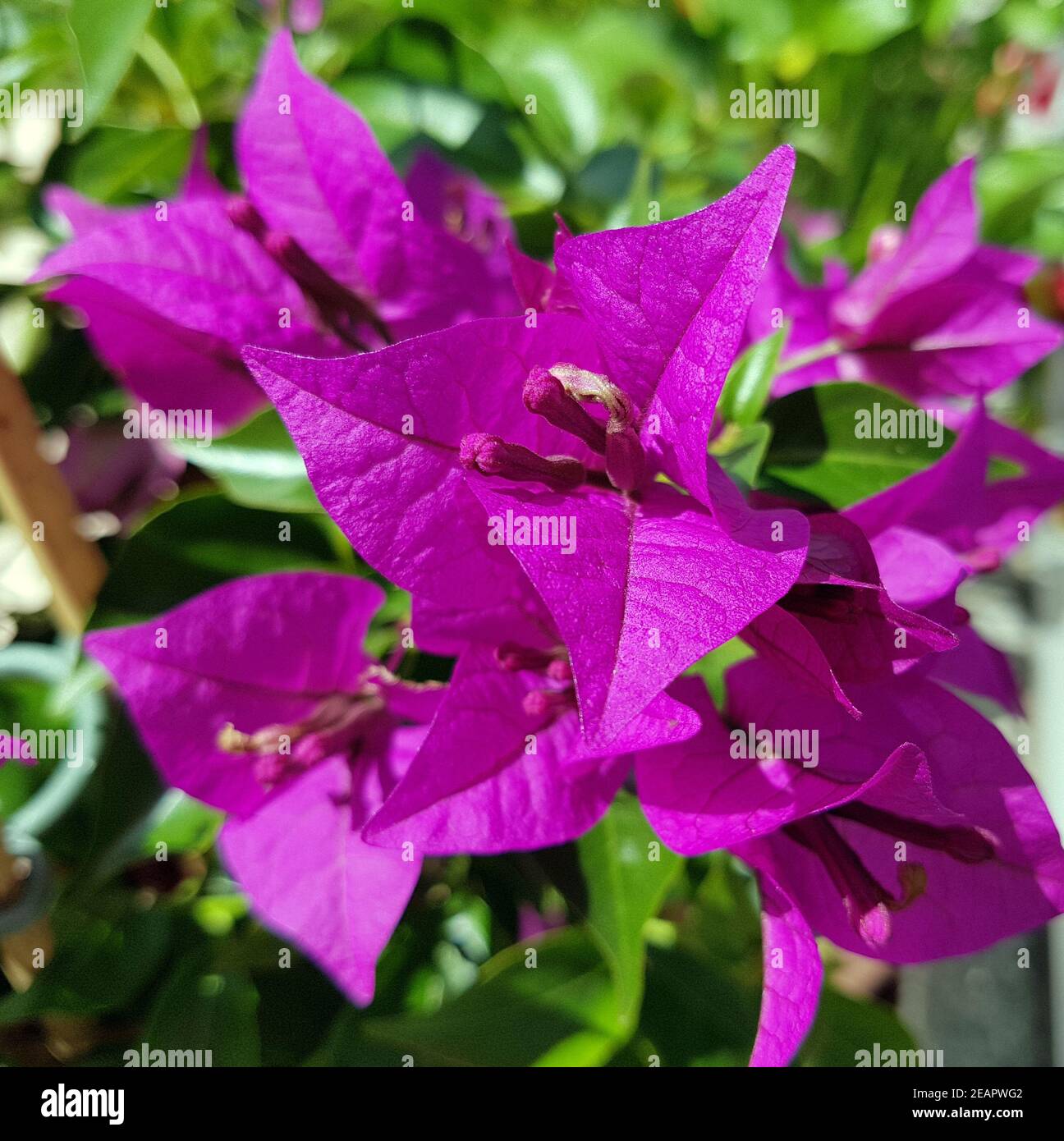 Bougainvillea, Glabra, Spectabilis, Bougainvilleas, Drillingsblume